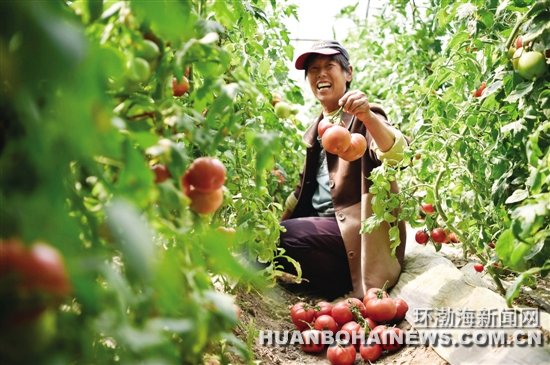 �����߽���ƽ��ɽ�壺������ɫ̫���߲˵Ķ�������