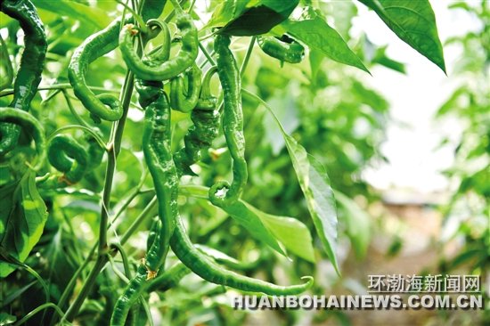 �����߽���ƽ��ɽ�壺������ɫ̫���߲˵Ķ�������