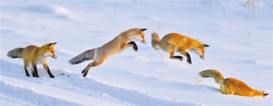 ��Ӱ���������������һ�