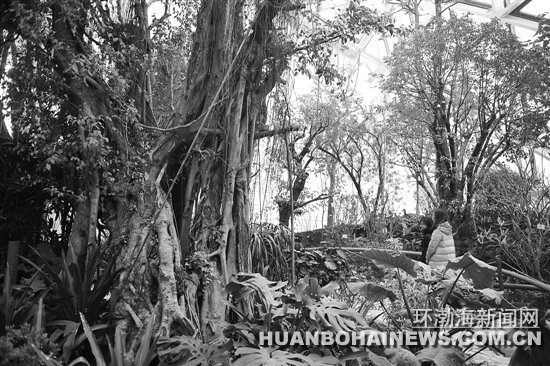 ��ɽ��԰���ȴ�ֲ���