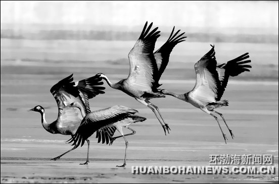 ����ֻ�Һ�Ǩ����̨������