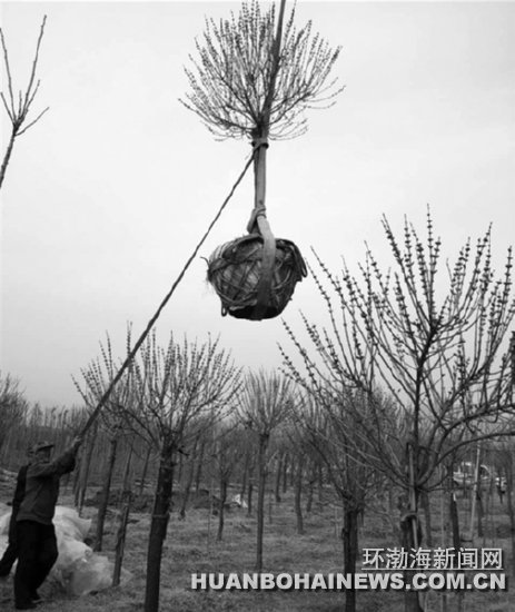 �񻯴�����ˮ����������԰��