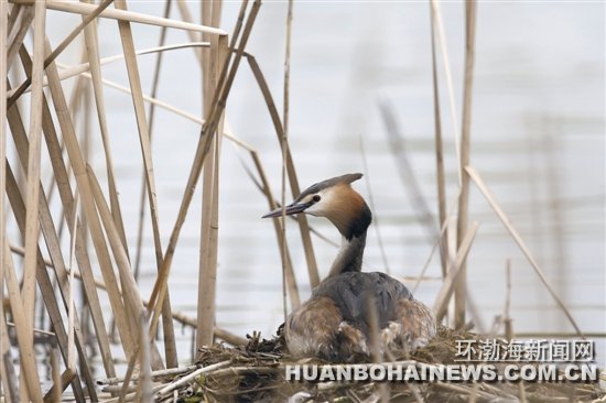 �Ϻ�Ұ���мҲ��һ�