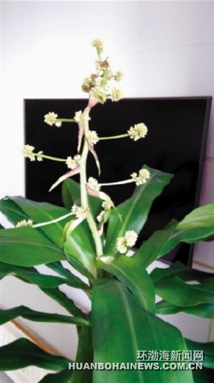 �ټ������˲�������İ���ľ����