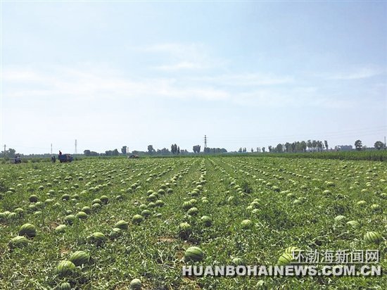 50Ķ���ϱ��������� ��15�򹫽Ｑ���۳�