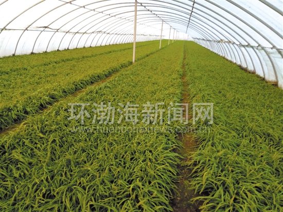 ��ɽ���50Ķ�²�½���ո� ������ũ�������߳�����