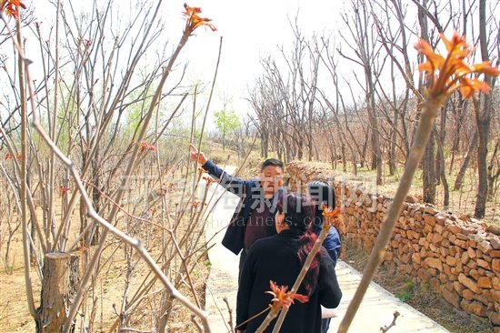 �紺�������߽���ɽ����㴻��ֲרҵ��