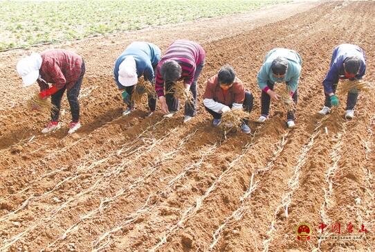 ��������ҩ����ֲ��ũ����