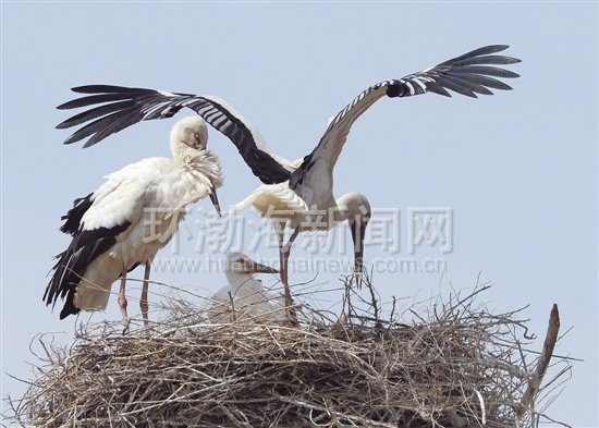 ������������ɽ�״���Ȼ�����ɹ�